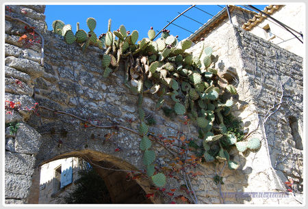 Mur_de_cactus