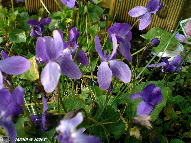 Violette odorante • Viola odorata