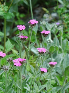 autres_fleurs_france_82818866_966492