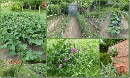 jardin 20 juin 20203