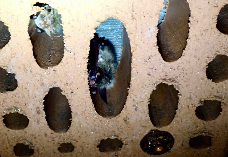 CPIE 2022 CHAUVE-SOURIS SAINT-MICHEL oreillard bechstein