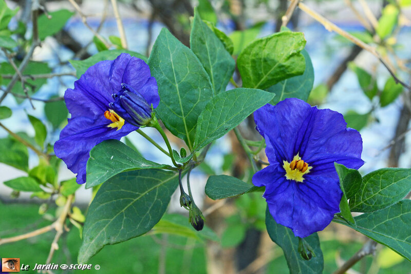 Lycianthe-rantonnetii-Arbre-à-gentianes-