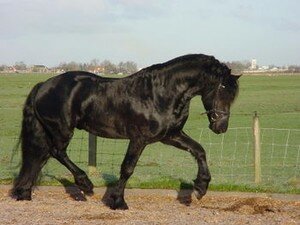 350px_Frisian_horse