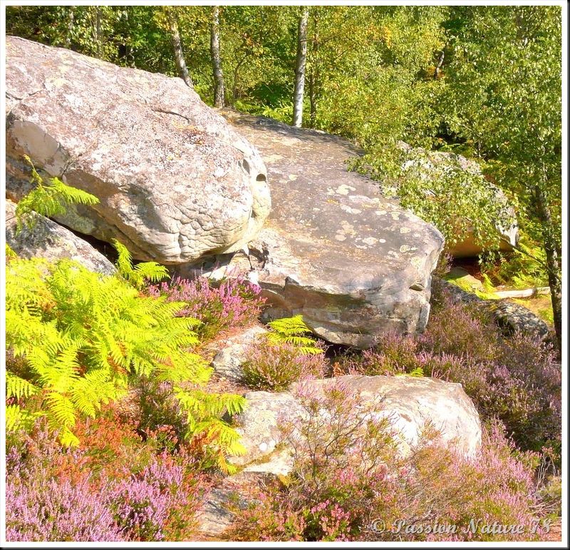 Balade dans la bruyère en forêt de Rambouillet (15)