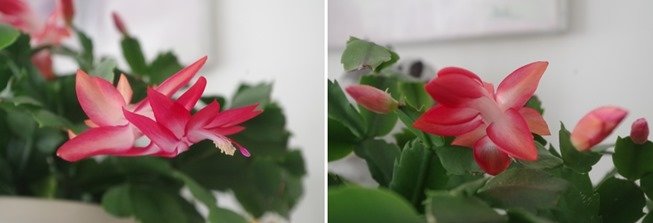 schlumbergera