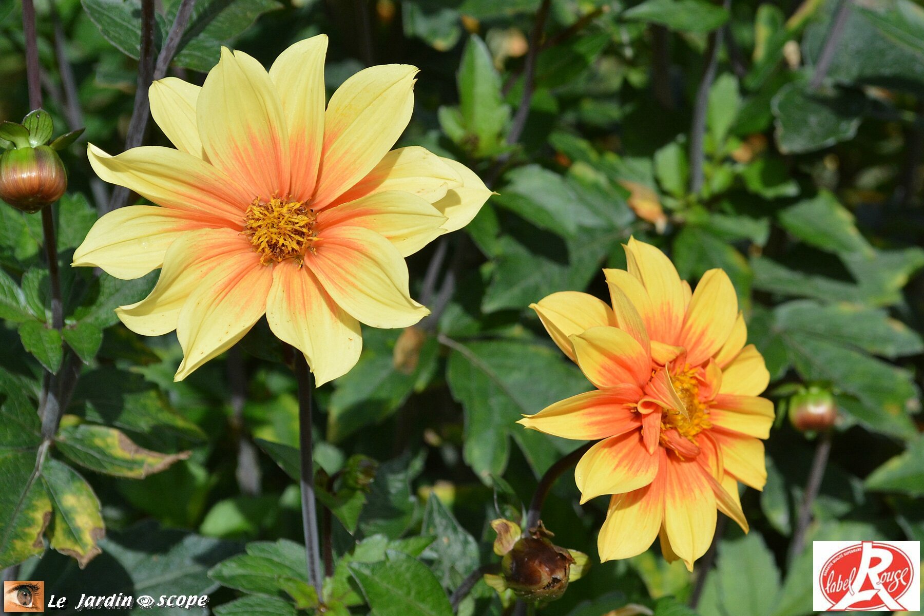 Dahlia Jardin-des-Plantes-de-Paris (Label Rouge)