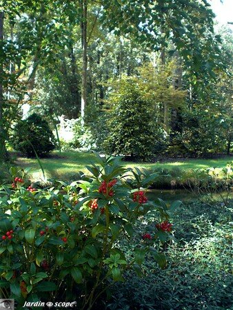 7403_Tous_les_Houx_ne_pique