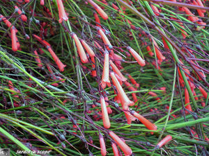 8903_Russelia_equisetiformis