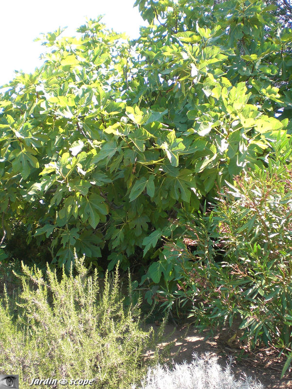 Figuier • Ficus carica • Famille des Moraceae
