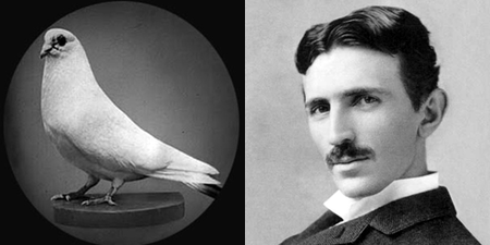 tesla-pigeon