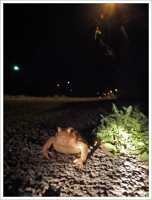 ville crapaud QM soir 170314