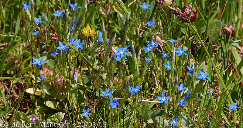 Gentiana nivalis