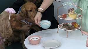 A Dubaï, les chiens prennent leur pause café dans un restaurant exclusif