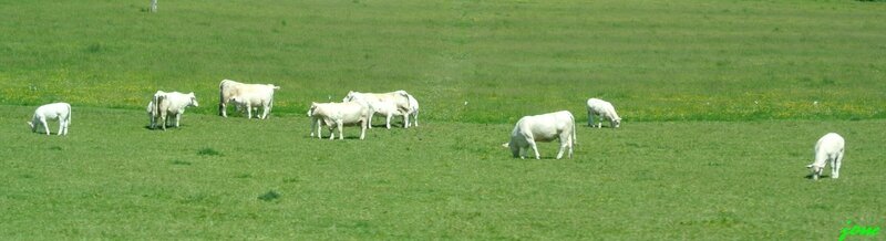 boeufs blancs