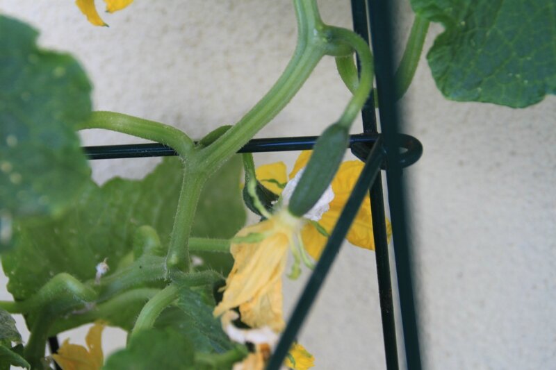 La fleur va partir afin que le concombre grandisse 