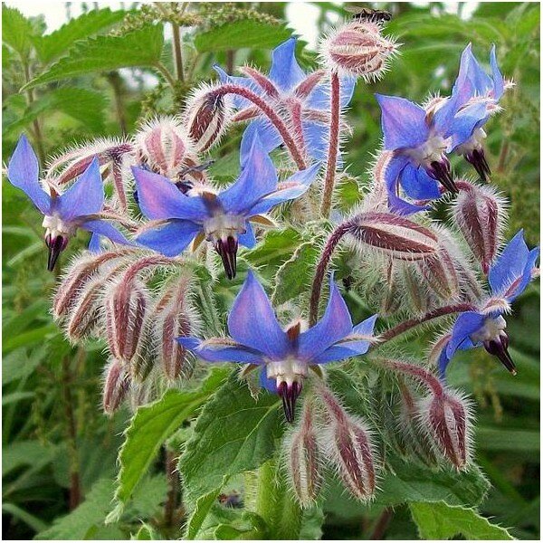 graines-bourrache-officinale-borago-officinalis-seeds