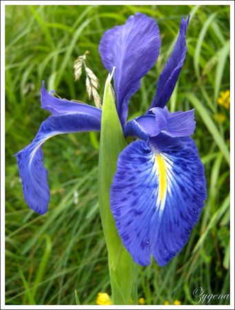 Iris_latifolia2