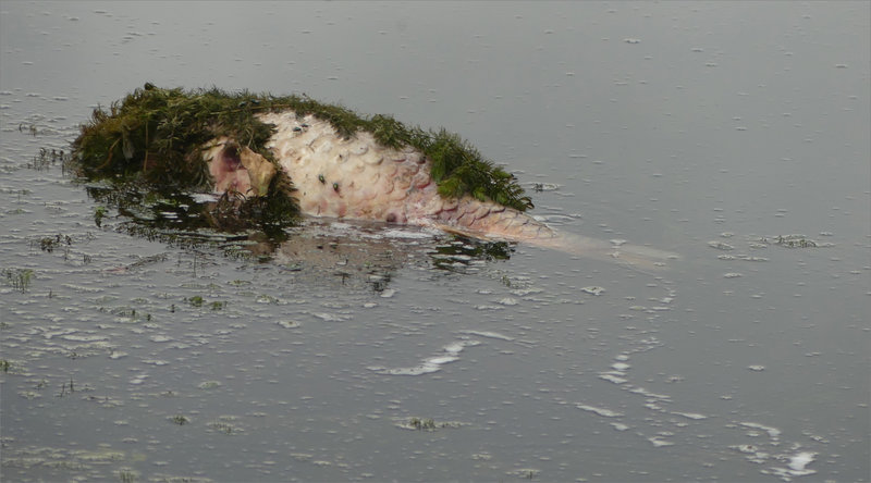 Poisson flotant mort 190823