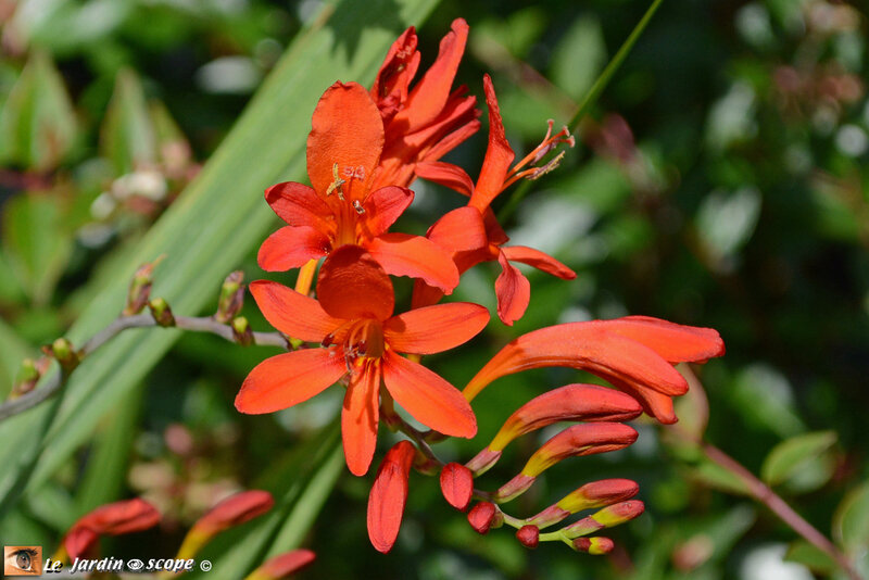 Crocosmia X hybrida Lucifer