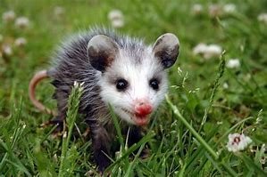 Résultat d’images pour Opossum Photo