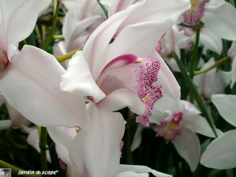 Cymbidium Alexalban 'The Bride'