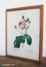 ROSES-REDOUTÉ-2-muluBrok