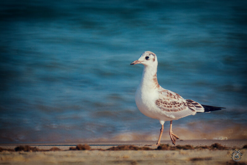 mouette plage petit nice