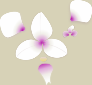 orchid_pieces