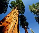 GiantSequoia