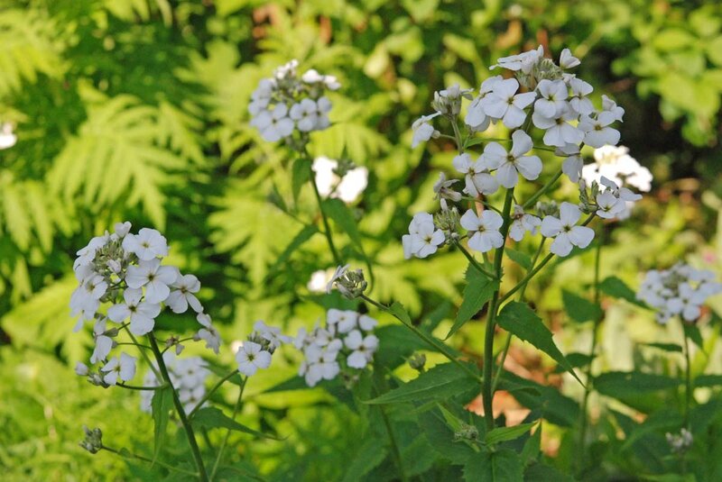 Hesperis matronalis 'Alba'