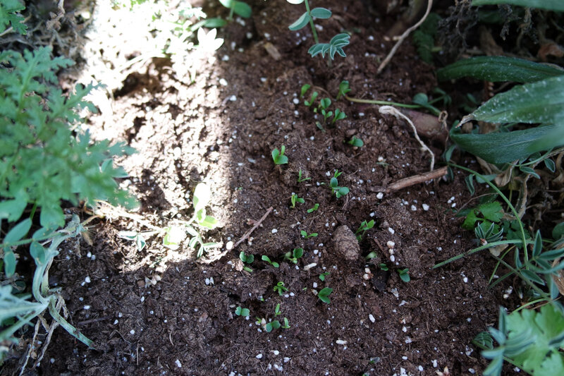 jardinière05