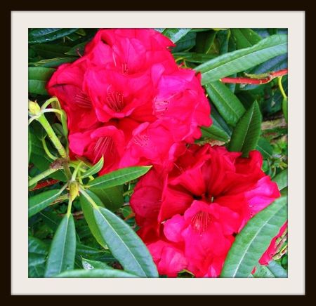 rhododendron_kaponga