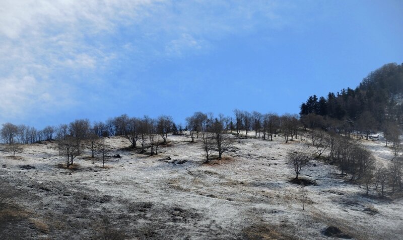 Plateau de Lhers, arbres et gel (64)