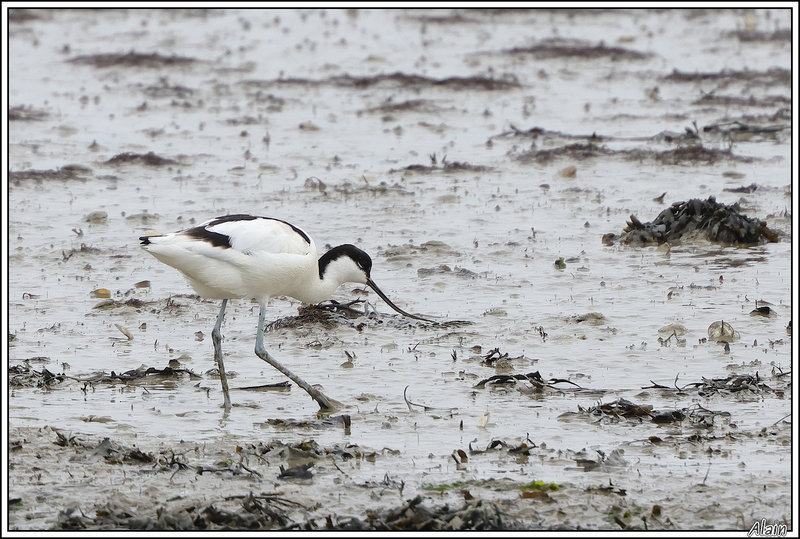 L'Avocette élégant conserve son élégance même dans une mélasse peu engageante !