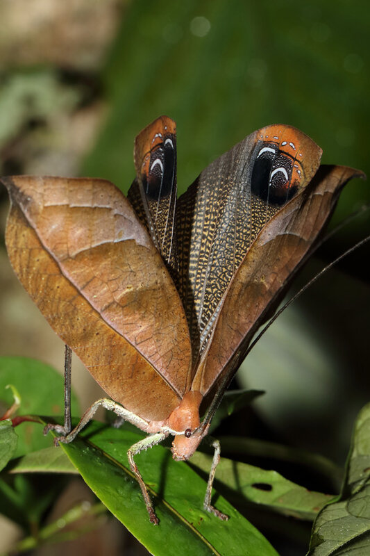 Pterochroza ocellata - femelle