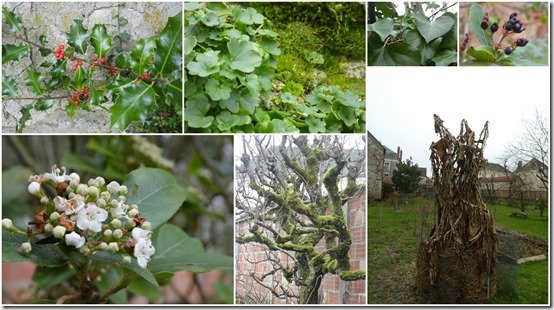 jardin 13 janvier 20242