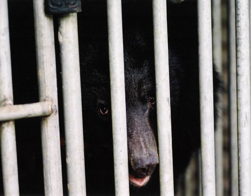ours en captivite