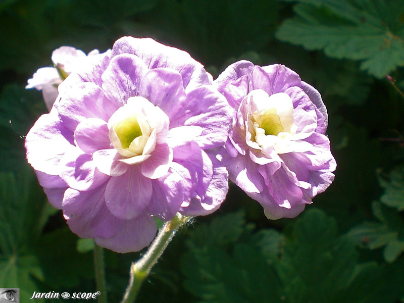 Le Géranium vivace 'Pratense summer skies'