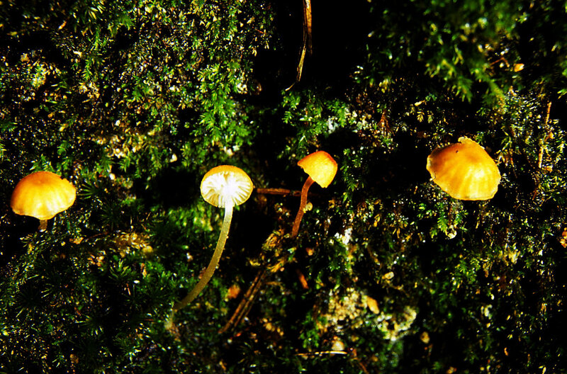 Rickenella fibula 1990 1009_0004