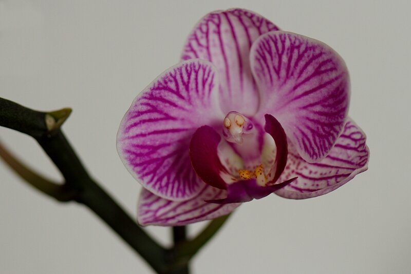 Orchidée Phalaenopsis_2341