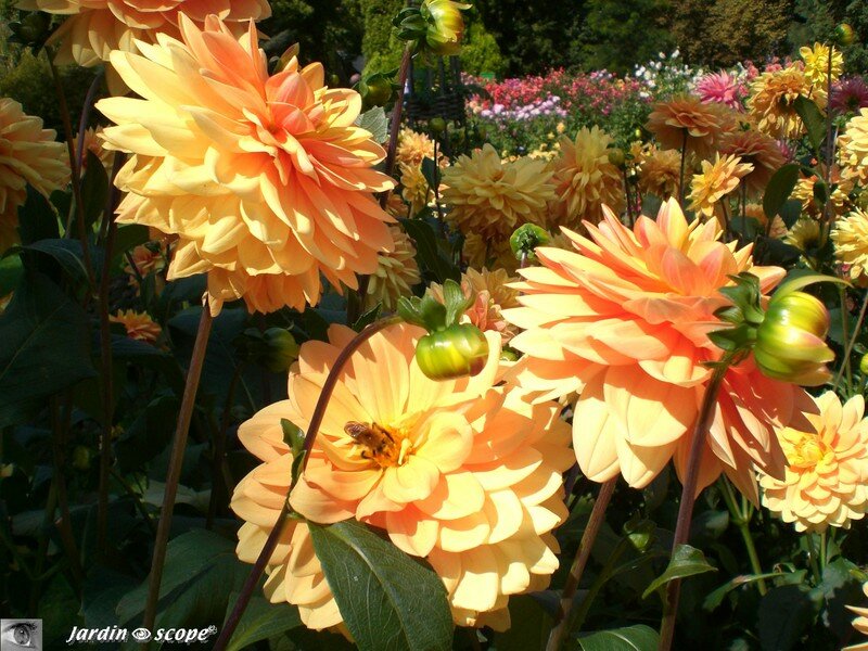 Dahlias fils du soleil