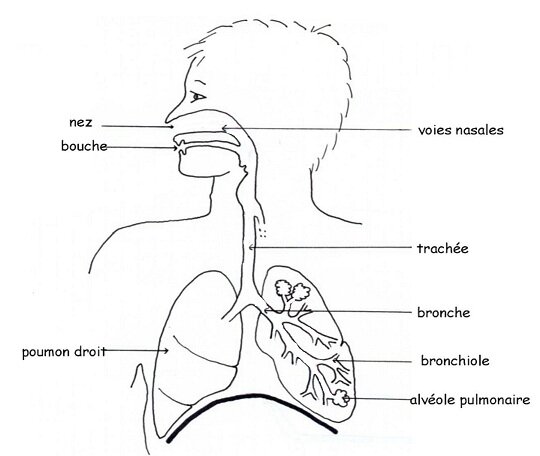 poumons 2