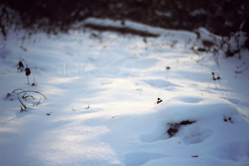 SnowWhite04_small