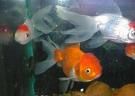 poissons_cool