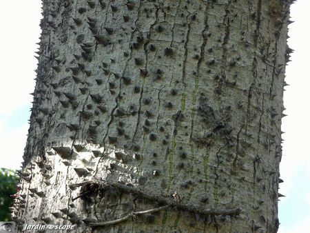 Chorisia_speciosa_
