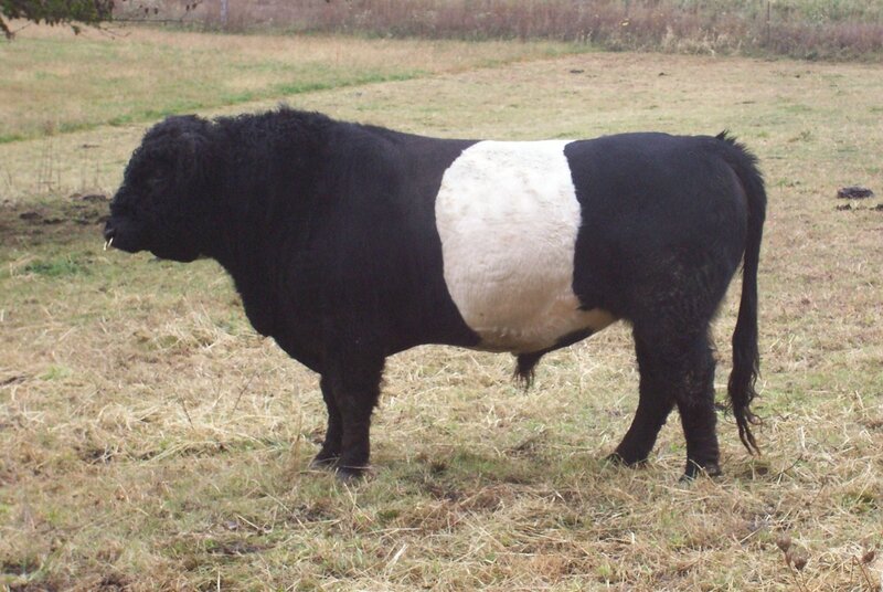 belted galloway 11