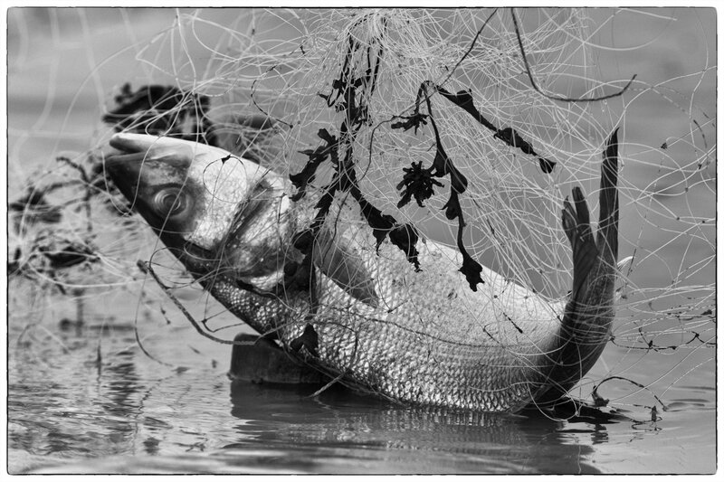 Baie Aiguillon 300 241020 7 filet poisson ym