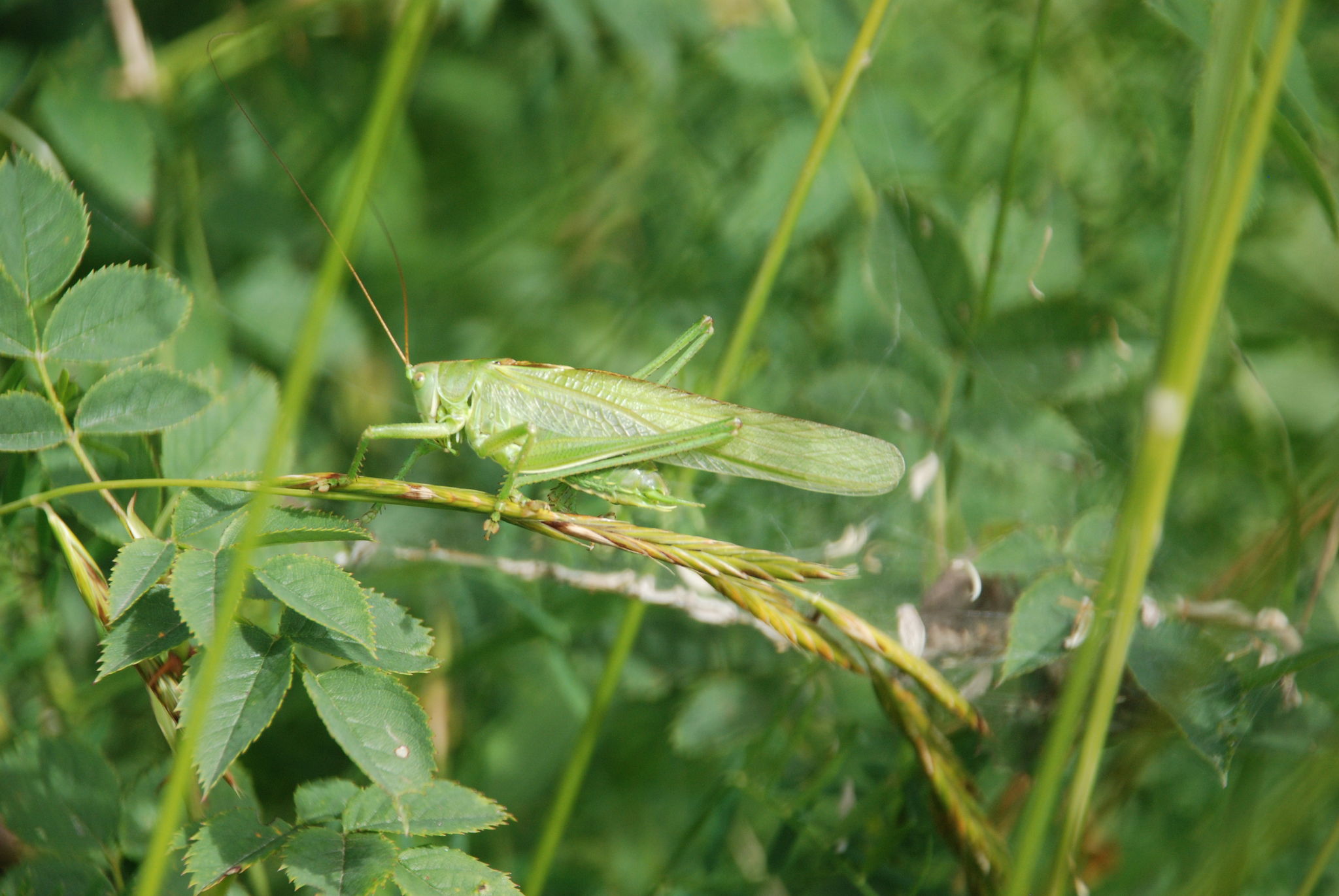 Grande sauterelle verte (Tettigonia viridissima), mâle