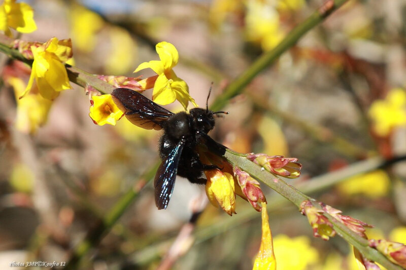 Photos JMP©Koufra 12 - Le Caylar - Abeille bleue - 23022019 - 0001