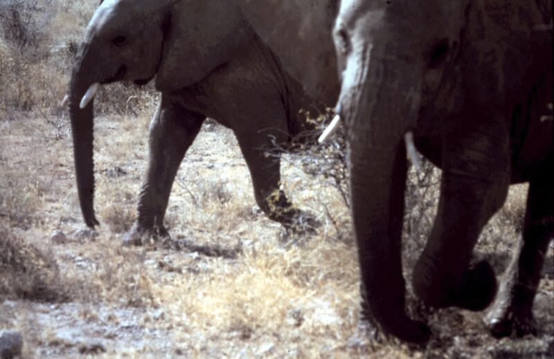 tsavo elephant e